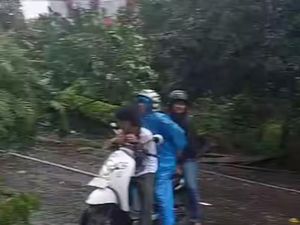 Pohon Tumbang Tutup Jalan Perintis Kemerdekaan Makassar, Lalu Lintas Lumpuh