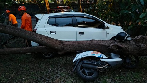 Pohon tumbang menimpa motor di Kampus Undiksha Singaraja, Minggu (11/1/2026) sore. (Dok. BPBD Buleleng)