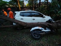 Pohon di Kampus Undiksha Tumbang, 2 Motor Rusak