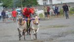 Posilumba Japi, Tradisi Balap Sapi Usai Panen di Sigi