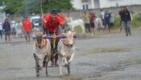 Selain sebagai ajang perlombaan, Posilumba Japi juga menjadi sarana mempererat silaturahmi antarwarga. Tradisi ini mempertemukan masyarakat dari berbagai desa sekitar untuk berkumpul, berbagi kebahagiaan, dan melestarikan budaya warisan leluhur. ANTARA FOTO/Basri Marzuki