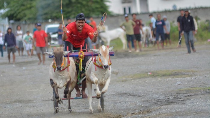 Salah satu tim peserta mengarahkan sapi untuk melakukan start pada balap sapi atau Posilumba Japi di Desa Baliase, Sigi, Sulawesi Tengah, Minggu (11/1/2026). Balap sapi yang memperebutkan hadiah ternak sapi itu sudah menjadi tradisi bagi warga setempat setiap usai panen dan digelar sebagai ungkapan syukur sekaligus mempererat silaturahmi antarwarga. ANTARA FOTO/Basri Marzuki