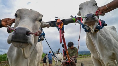 Posilumba Japi, Tradisi Balap Sapi Usai Panen di Sigi