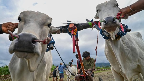 Posilumba Japi, Tradisi Balap Sapi Usai Panen di Sigi