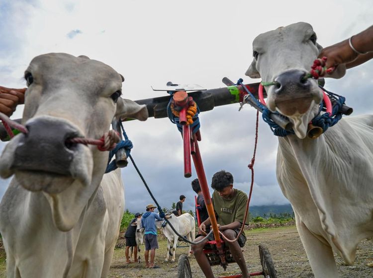 Posilumba Japi, Tradisi Balap Sapi Usai Panen di Sigi