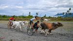 Posilumba Japi, Tradisi Balap Sapi Usai Panen di Sigi