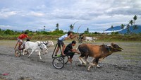 Sejumlah tim peserta tampak memacu sapi mereka di lintasan balap, disambut sorak sorai warga yang memadati arena. Balap sapi ini memperebutkan hadiah berupa ternak sapi, yang menjadi daya tarik tersendiri bagi para peserta dan masyarakat. ANTARA FOTO/Basri Marzuki