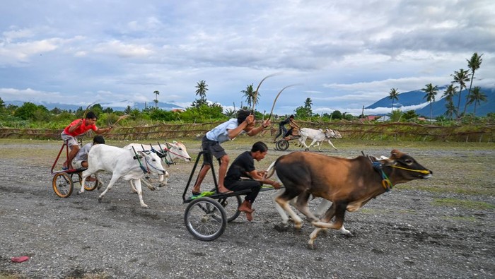 Salah satu tim peserta mengarahkan sapi untuk melakukan start pada balap sapi atau Posilumba Japi di Desa Baliase, Sigi, Sulawesi Tengah, Minggu (11/1/2026). Balap sapi yang memperebutkan hadiah ternak sapi itu sudah menjadi tradisi bagi warga setempat setiap usai panen dan digelar sebagai ungkapan syukur sekaligus mempererat silaturahmi antarwarga. ANTARA FOTO/Basri Marzuki