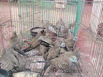 45 Burung Selundupan Disita di Maumere, Pelakunya Tak Ditemukan
