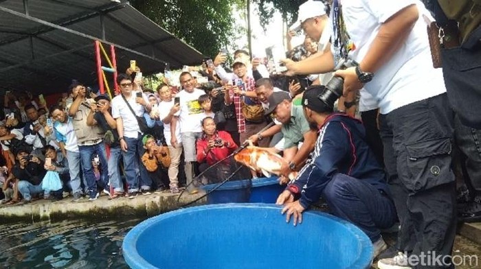 Ribuan Koi Senilai Rp 4 Miliar Ditebar di Situ Cipanten