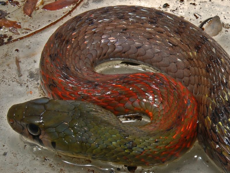 Ular picung (Rhabdophis subminiatus). Ular picung (Rhabdophis subminiatus).