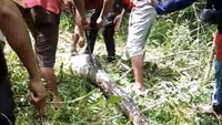 Warga Buton Geram Piton 7 Meter Mangsa Ternak, Langsung Ditebas