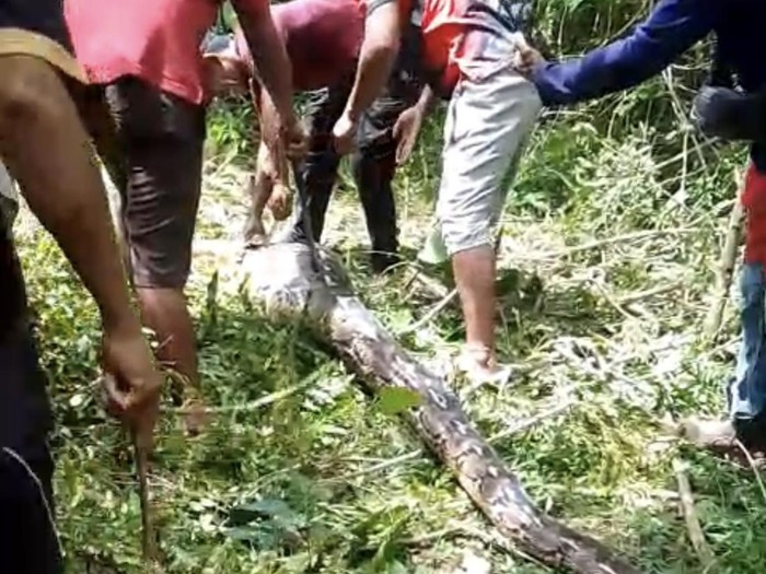 Warga Buton Geram Piton 7 Meter Mangsa Ternak, Langsung Ditebas