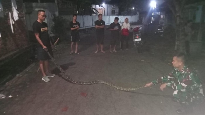 Anggota TNI saat mengevakuasi ular piton 3 meter di Desa Palur, Kecamatan Mojolaban, Kabupaten Sukoharjo, Senin (12/1/2026).