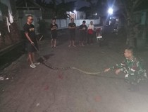 Piton 3 Meter Nyelonong ke Dapur Gegerkan Warung Soto Mbah Usrek Palur