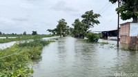 Dampak banjir tidak hanya dirasakan di sektor permukiman, tetapi juga pada perekonomian warga. Ratusan hektare lahan tambak dilaporkan gagal panen akibat terendam banjir berkepanjangan.