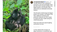 Kabar Gembira, Gorila Gunung Afrika nan Langka Lahirkan Bayi Kembar