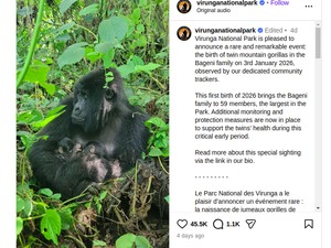 Kabar Gembira, Gorila Gunung Afrika nan Langka Lahirkan Bayi Kembar
