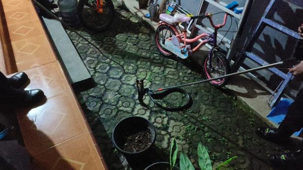Damkar Kuningan saat evakuasi ular kobra agresif yang masuk halaman rumah warga Damkar Kuningan saat evakuasi ular kobra agresif yang masuk halaman rumah warga