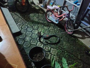 Jangan Panik, Ini Cara Aman Hadapi Ular yang Masuk ke Rumah