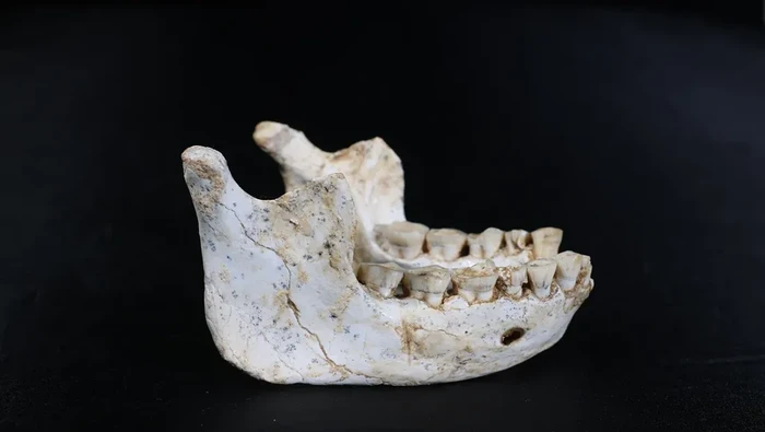 Grotte à Hominidés