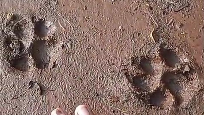 Jejak Diduga Macan Muncul Lagi di Semanu, Ini Hasil Pengecekan BKSDA