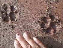 BKSDA: Lokasi Munculnya Jejak Macan di Gunungkidul Bukan Habitat Hewan Buas