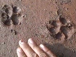 Akhir Spekulasi Jejak Misterius Diduga Tapak Macan di Semanu Gunungkidul