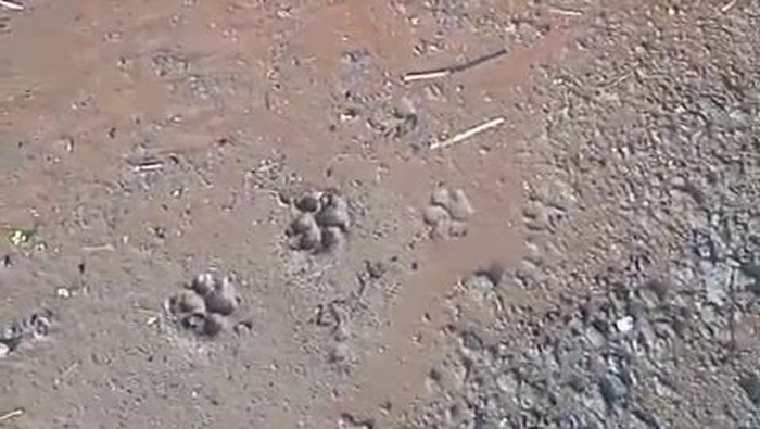 Jejak Hewan Diduga Macan Muncul 2 Kali di Semanu, Ini Respons BKSDA