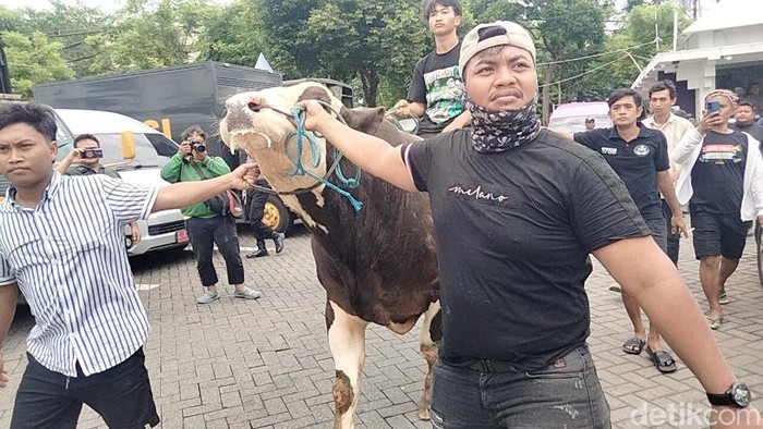 Panas! Massa Demo RPH Pegirian Bawa Sapi Masuk ke DPRD Surabaya