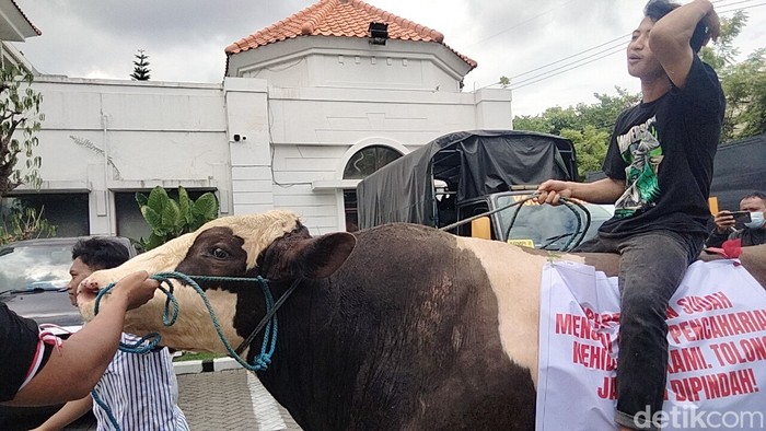 Aksi Pedagang Bawa Sapi ke Gedung Dewan Protes Relokasi RPH Pegirian