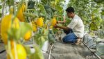 Urban Farming Melon, Dari Hobi Jadi Peluang Usaha
