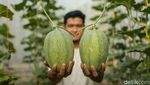 Urban Farming Melon, Dari Hobi Jadi Peluang Usaha
