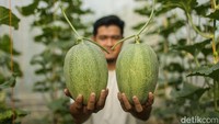 Urban Farming Melon, Dari Hobi Jadi Peluang Usaha