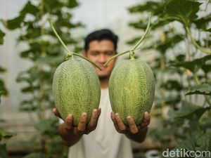 Urban Farming Melon, Dari Hobi Jadi Peluang Usaha