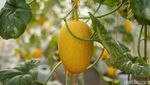 Urban Farming Melon, Dari Hobi Jadi Peluang Usaha