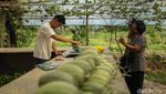 Urban Farming Melon, Dari Hobi Jadi Peluang Usaha