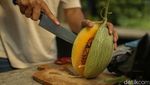 Urban Farming Melon, Dari Hobi Jadi Peluang Usaha