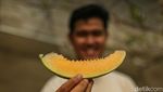 Urban Farming Melon, Dari Hobi Jadi Peluang Usaha