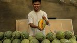 Urban Farming Melon, Dari Hobi Jadi Peluang Usaha