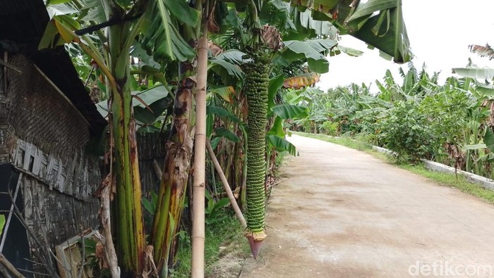 Pohon pisang yang memiliki buah dengan tandan sepanjang 2 meter.