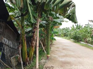 Heboh Pisang dengan Tandan Menjuntai 2 Meter di Lamongan