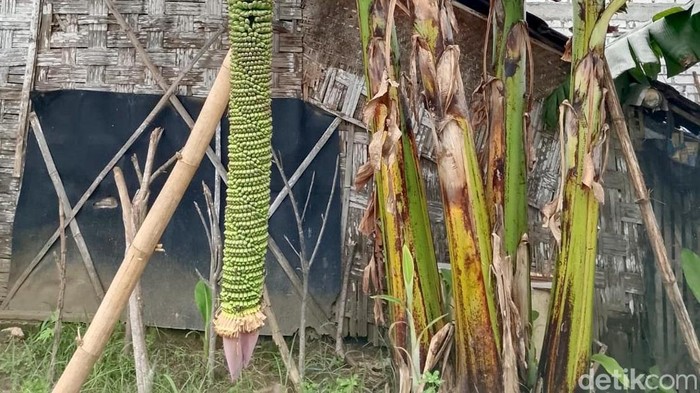 Pohon pisang yang memiliki buah dengan tandan sepanjang 2 meter