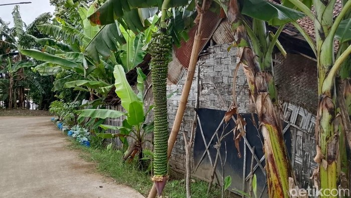 Pohon pisang yang memiliki buah dengan tandan sepanjang 2 meter