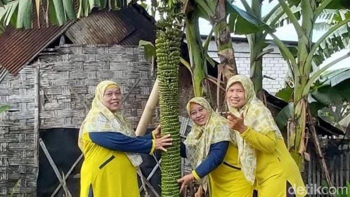 Pohon pisang yang memiliki buah dengan tandan sepanjang 2 meter