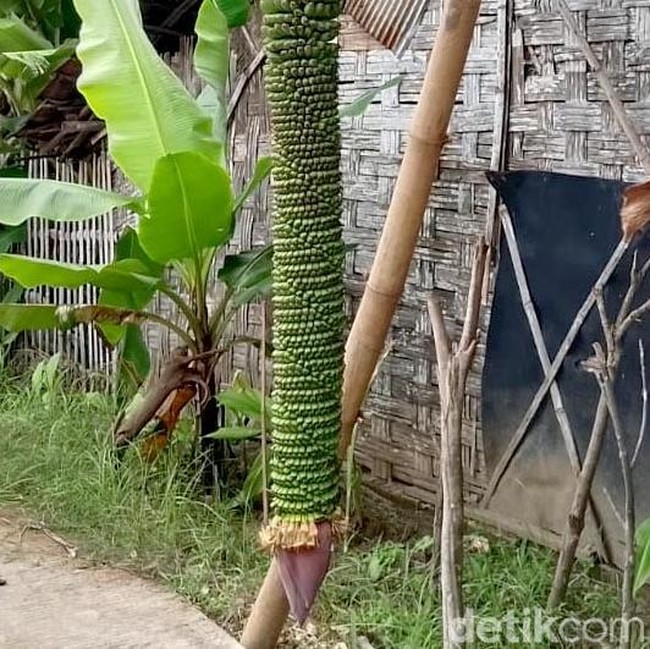 Penampakan Pisang Bertandan 2 Meter di Lamongan