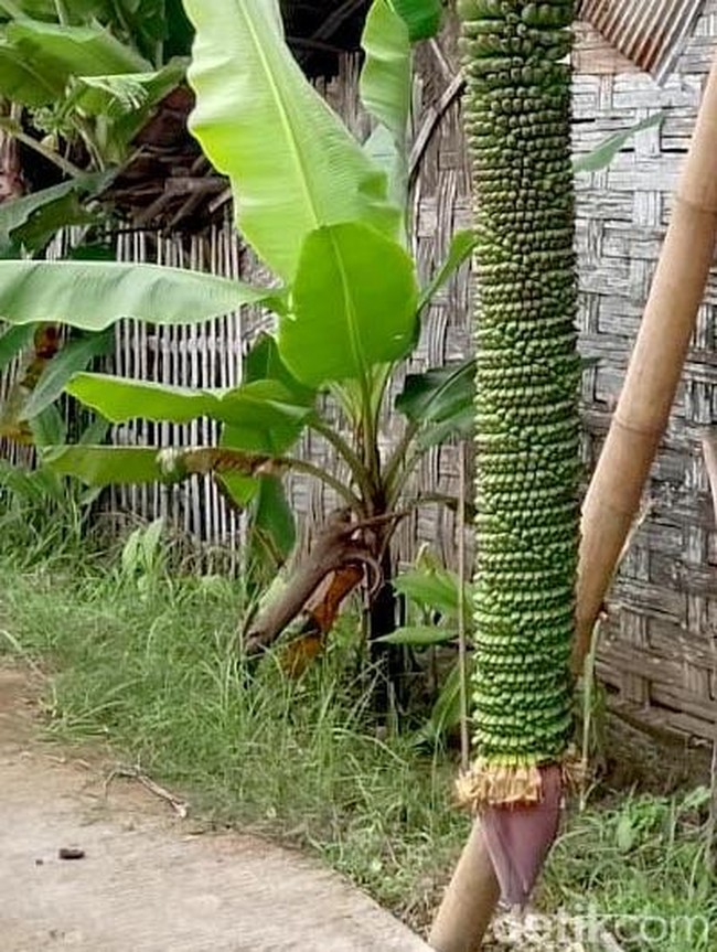 Penampakan Pisang Bertandan 2 Meter di Lamongan