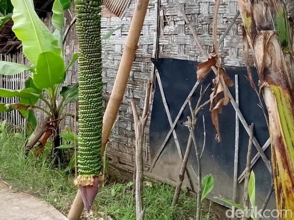 Penampakan Pisang Bertandan 2 Meter di Lamongan
