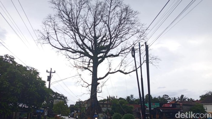 Randu Alas Raksasa di Tuksongo Borobudur Batal Ditebang, Ini Sebabnya