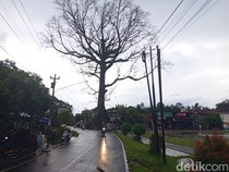 Randu Alas Raksasa di Tuksongo Borobudur Batal Ditebang, Ini Sebabnya